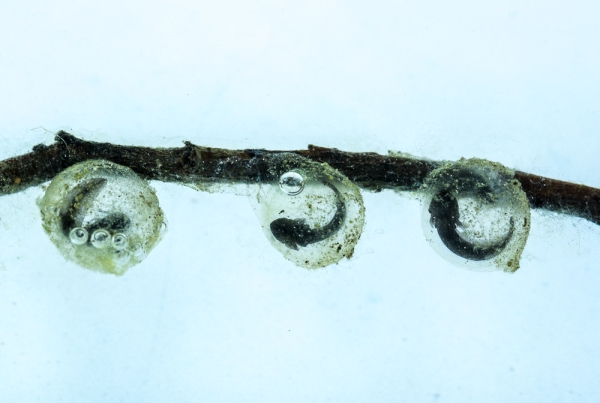 Photo of Ambystoma macrodactylum by Bryan Kelly-McArthur